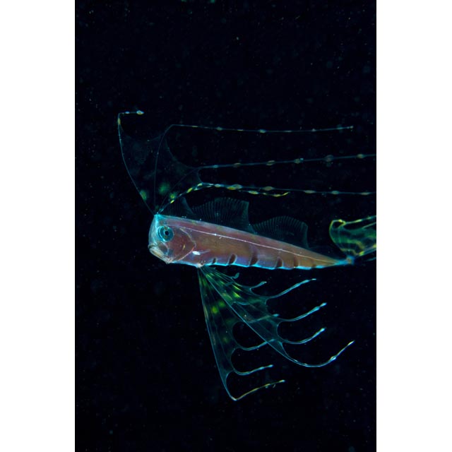 テンガイハタ　標本 魚類写真資料データベース - KPM-152677