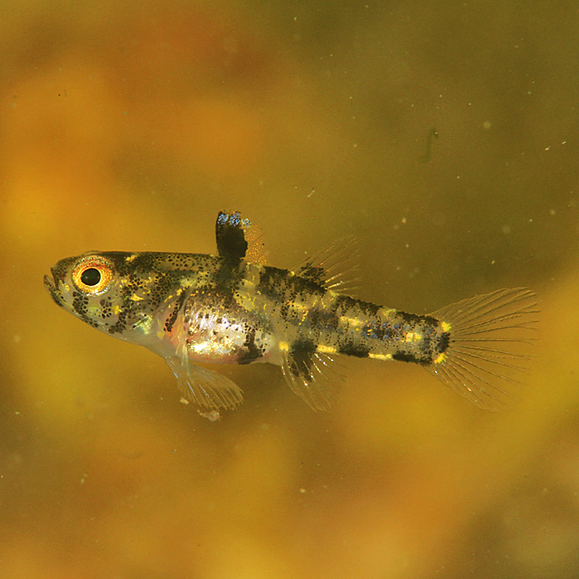 FishPix-detail
