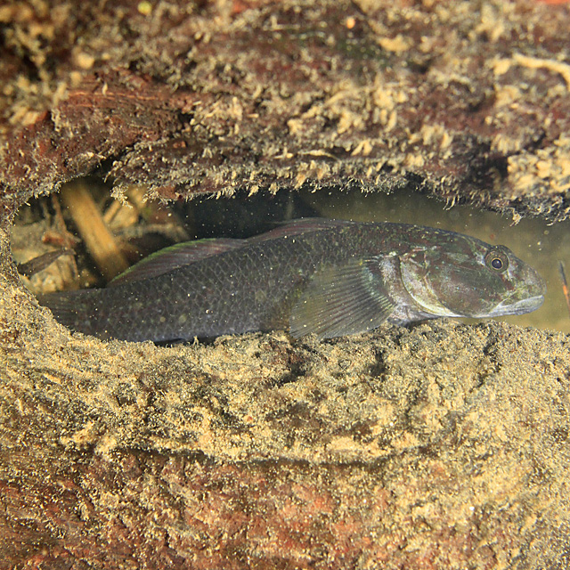 魚類写真資料データベース - KPM-153883