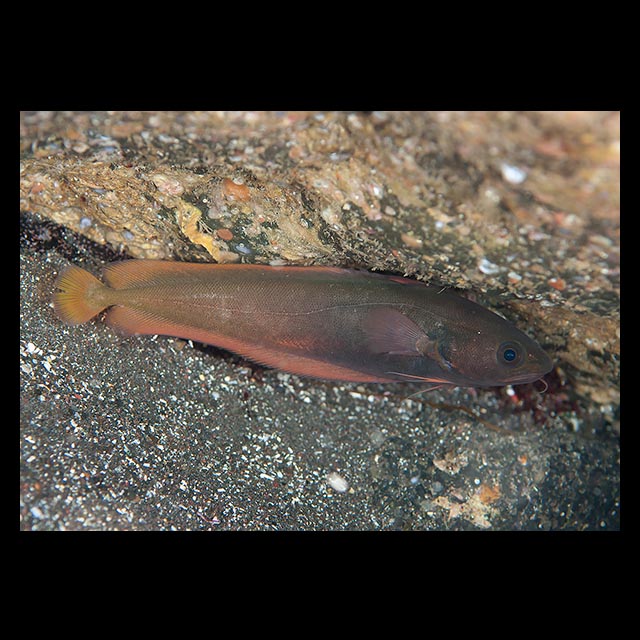 魚類写真資料データベース - KPM-154833