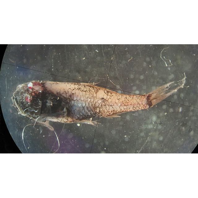 魚類写真資料データベース - KPM-167010