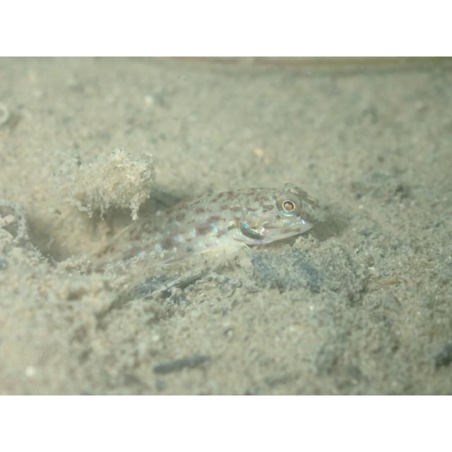 魚類写真資料データベース - KPM-176494