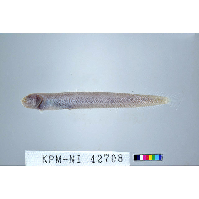あかうお モトアカウオ - Wikipedia