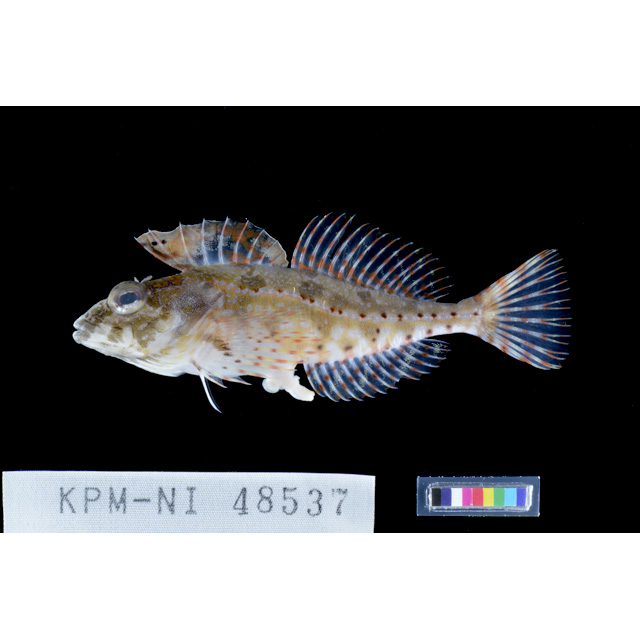 魚類写真資料データベース - KPM-181414