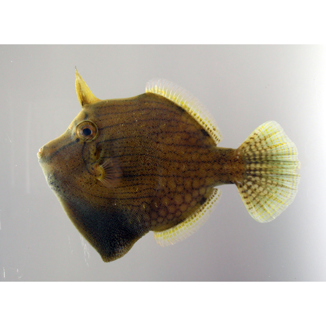 魚類写真資料データベース - KPM-181587