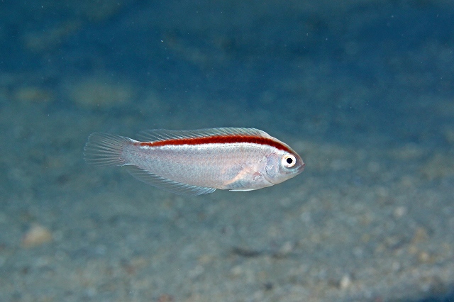 魚類写真資料データベース - KPM-188726