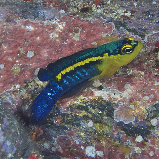 魚類写真資料データベース - KPM-189862