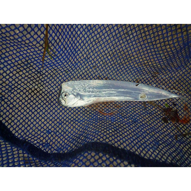 魚類写真資料データベース - KPM-193103