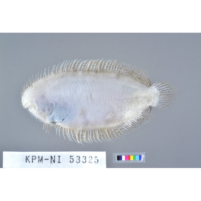 魚類ページ 魚類写真資料データベース - KPM-200709