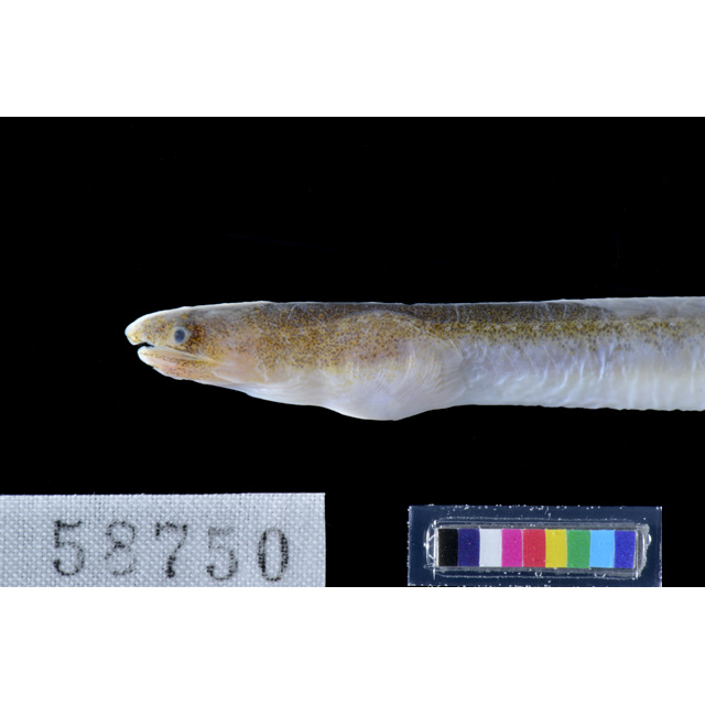 魚のおふだ Amazon | オーナー(OWNER) Z-6324 合わせちゃう太刀魚 大