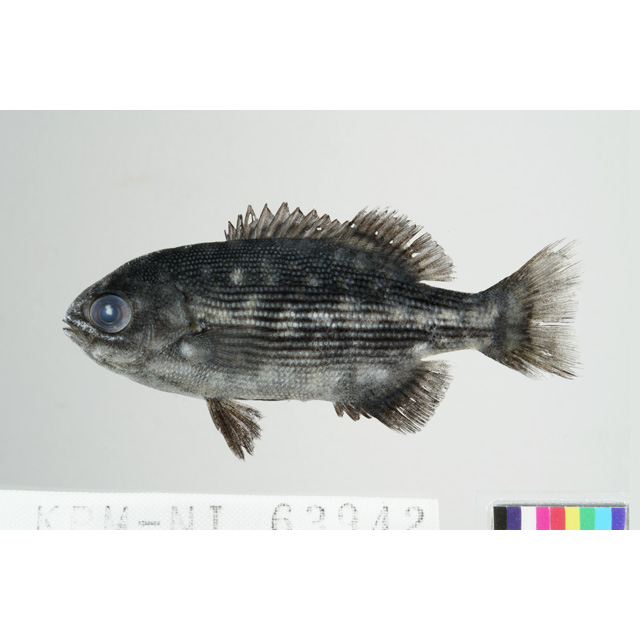 魚類写真資料データベース - KPM-202624